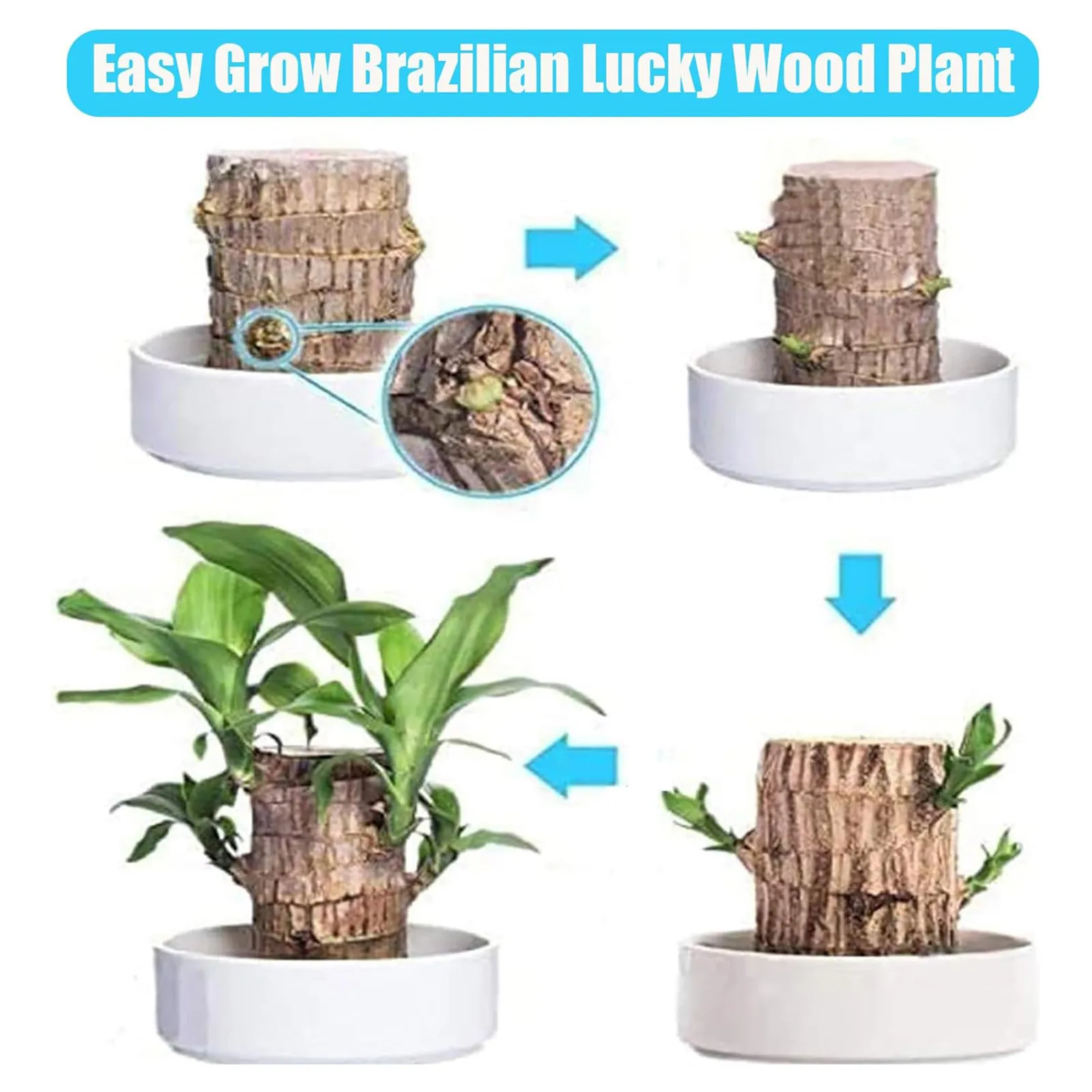 Brazilian Wood Easy Grow Easy Care Hydroponic Tree Housewarming Desktop Ornament