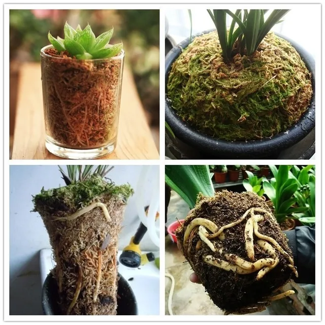 3 db Sphagnum Moha Mohát Hidratáló Táplálkozás Organikus Műtrágya Védelme Orchidea Zamatos Növényi Gyökerek Diy Virág Edény Otthoni Kert - Image 5