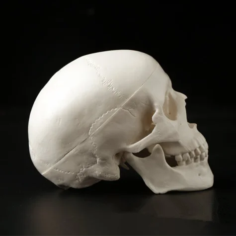 Medical Head Model 1Pc Mini Skull Human Anatomical Anatomy Head 92x99x71mm