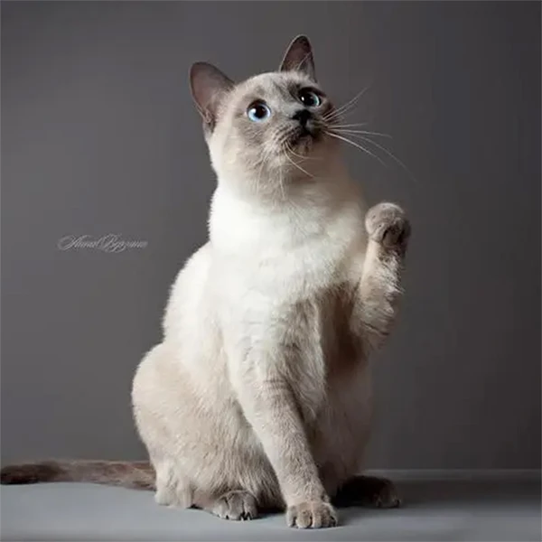 Naughty Cat Supply Store Store