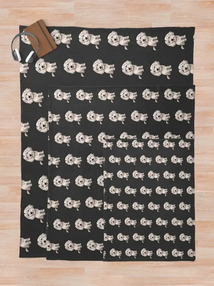 ��� Cavapoo | ��� Cavoodle ������ ���, �ڽ����� �ִϸ��̼�, ���Ÿ�, ���� ���� ���