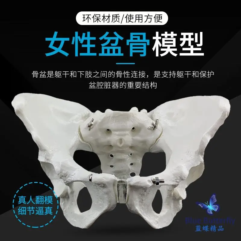 

1:1 натуральная женская Тазовая модель Iliac Pubic, демонстрационная модель тазовой медицинской кости