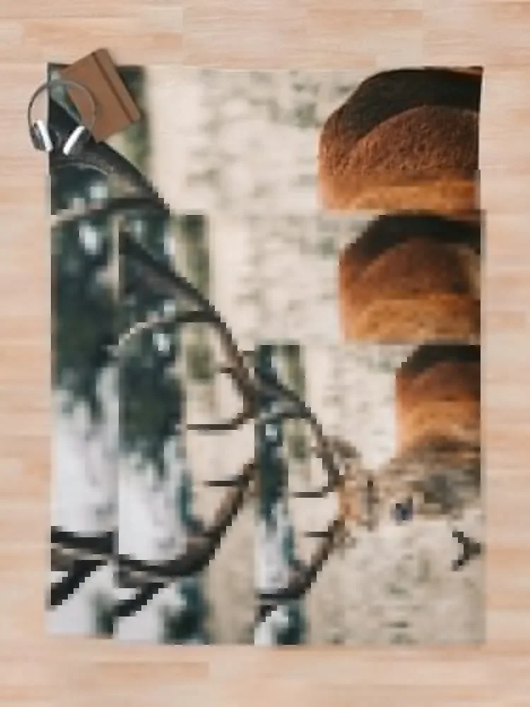 �ڶ������� �罿 ������ ���, �мųʺ��� ����� �� �ʼ�ǰ, �ܿ�� ������ ķ�� ���