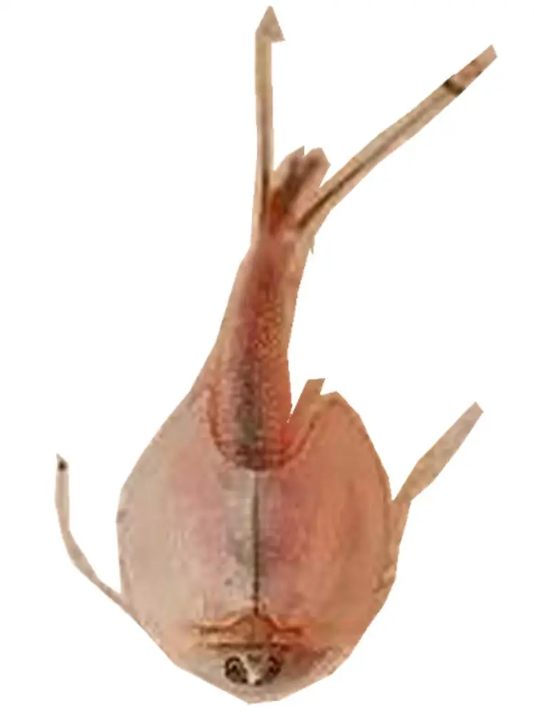 바다 원숭이의 알 장난감, 요정 소금물 새우, 성장 아르테미아 살리나 가재 새우, 부화 장난감, 트리옵스 알 아님, 15 mm L 