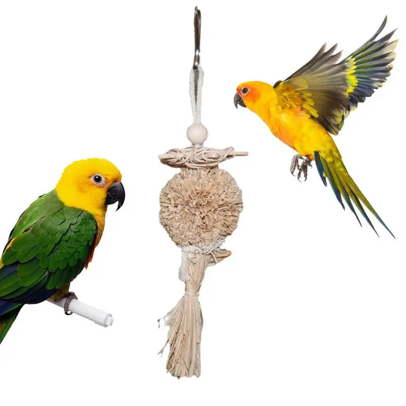 Are Sun Conures Beaks Detached? Unveiling the Truth