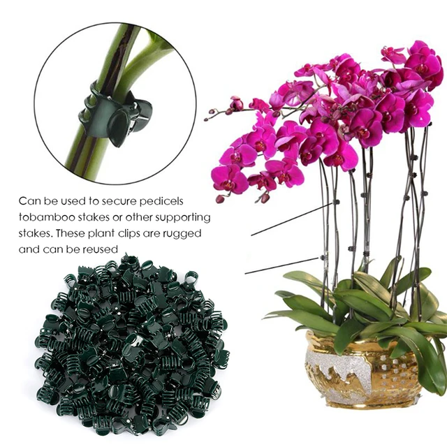 100 Darabos Műanyag Növényi Tartó Klipek Orchidea Szár Klip Szőlő Zöldségek Virágkötésű Köteg Ág Szorító Kerti Szerszám - Image 5