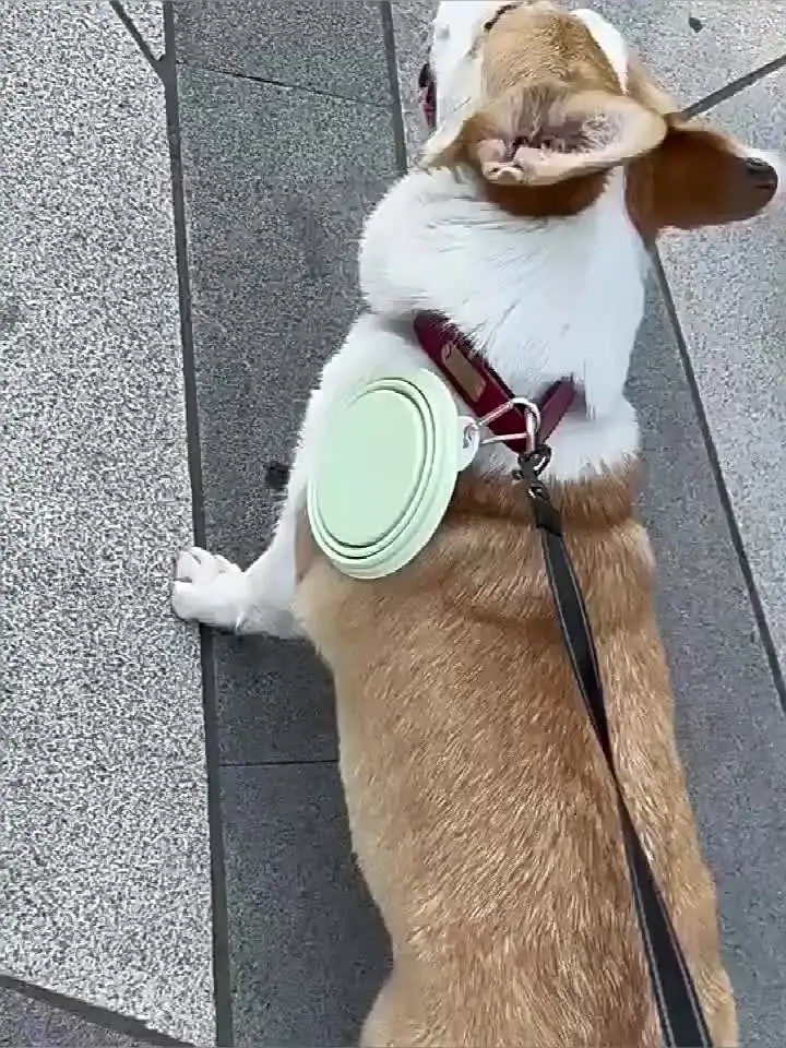 Hond Huisdier Opvouwbare Siliconen Kom Outdoor Reizen Opvouwbare Draagbare Kattenvoer Watercontainer Voerbak Kom Hondenkommen Dierbenodigdheden