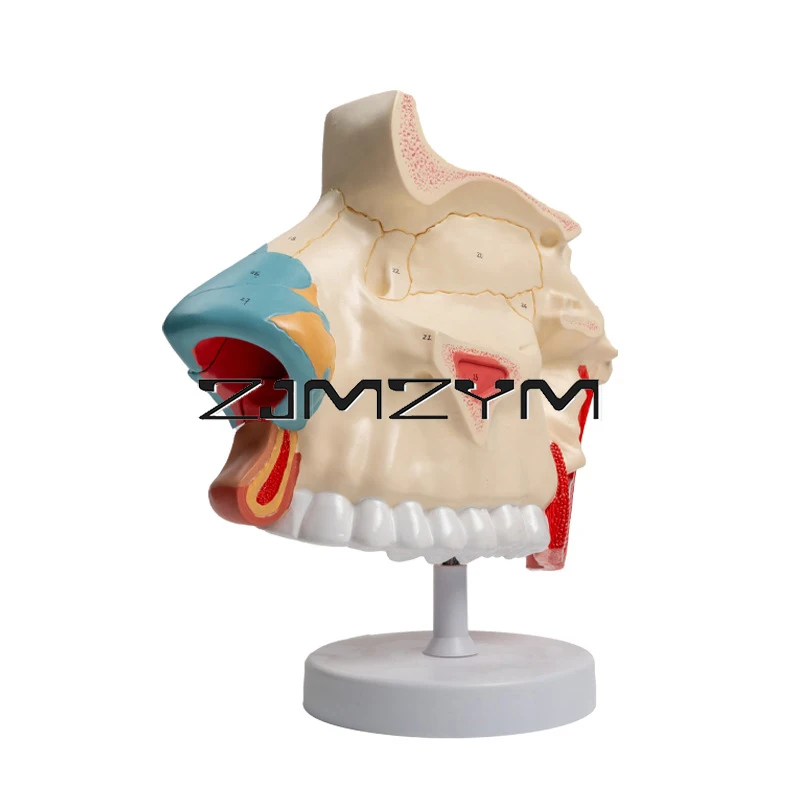 

Anatomical Nasal Cavity Model Human Nasal Cavity Anatomy Model Medical Teaching Models