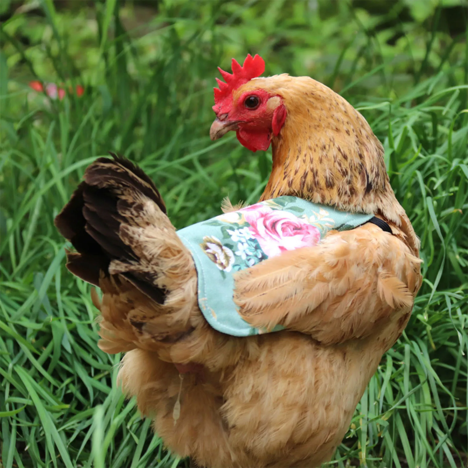 luckything Warnweste Für Hühner, Henne Schürze/Sattel, Hühnersattel  Haustier Warnweste Huhn Kleidung Geflügel Henne Sattel Schürze Federschutz  Halter Für Huhn Und Ente : : Haustier