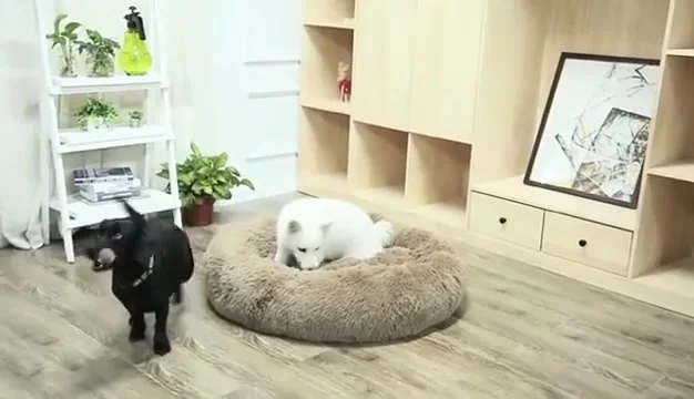 Panier Apaisant pour Chien - Lit Donut Ultra-Moelleux Anti-Stress - 2026 - Doglovedesign : Vêtement et accessoires pour chiens