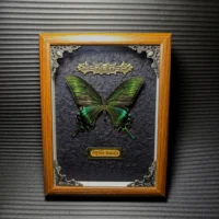 Real butterfly wood Picture Frame specimen Home decoration Birthday gift 1