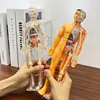 3D Human Torso Model Children's Anatomical Human Skeleton Organ Model Can Be Assembled DIY Human Organ Toys Educational Toys 3