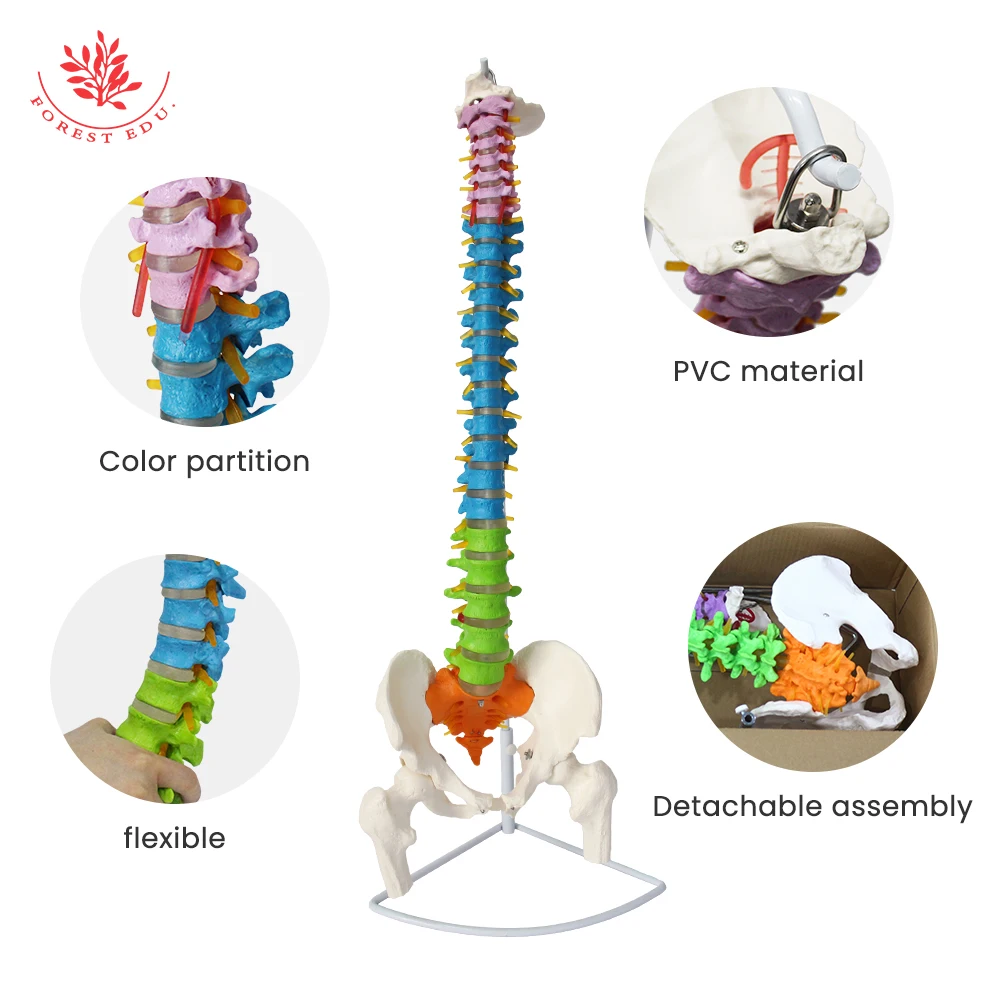 Anatomy Spine Model 85cm FRT016 Flexible Bendable with Holder Stand Colored Vertebrae Lumbar with Nerves Medical Science