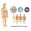 3D Montessori Puzzle Mannequin Human Anatomy Model Children's Learning Organs Toys Educational Body Learning Tools STEM Toys 4