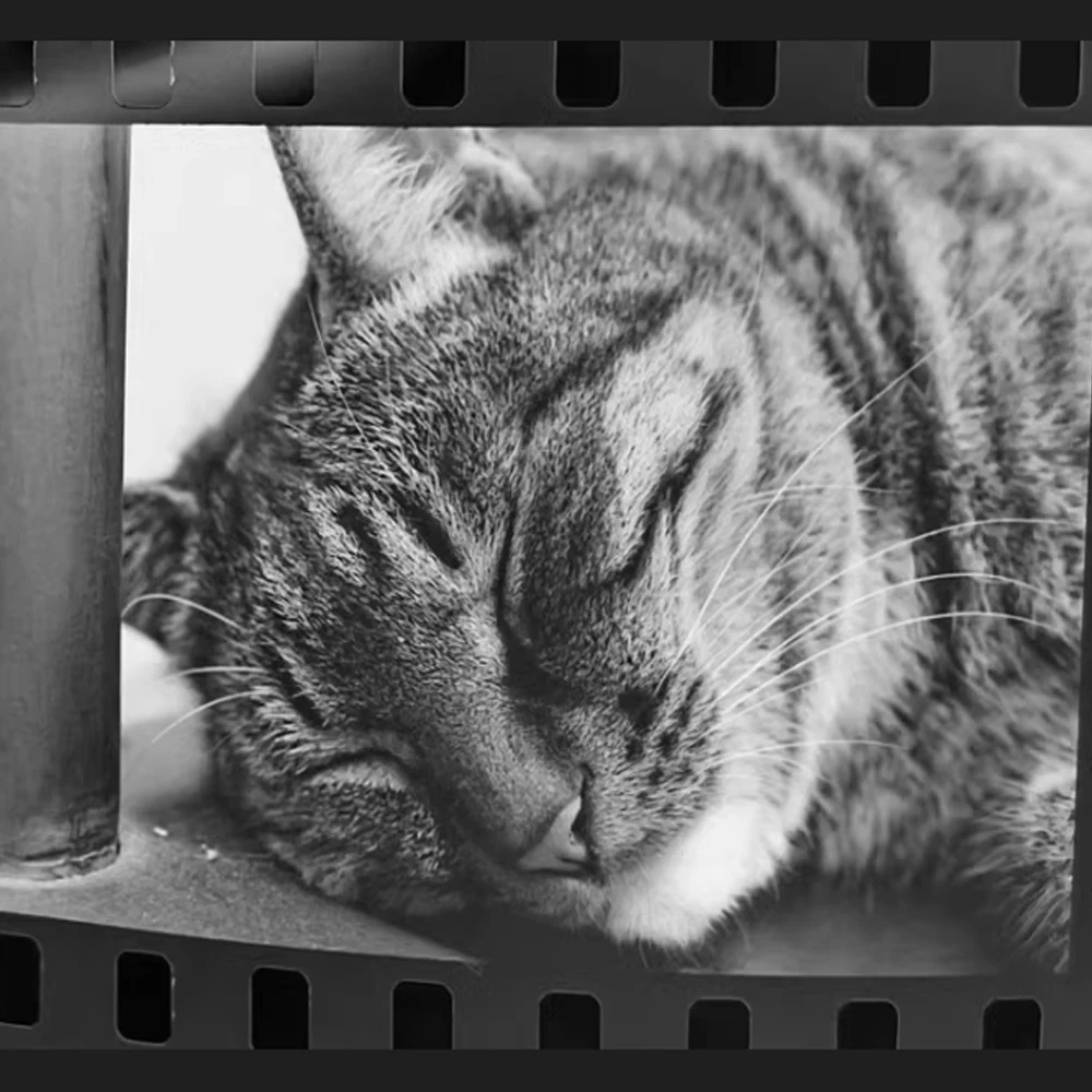LUCKY 흑백 필름 30.5 미터 디스크, 클리어 및 고해상도, 만료일 2027, 135mm, SHD400