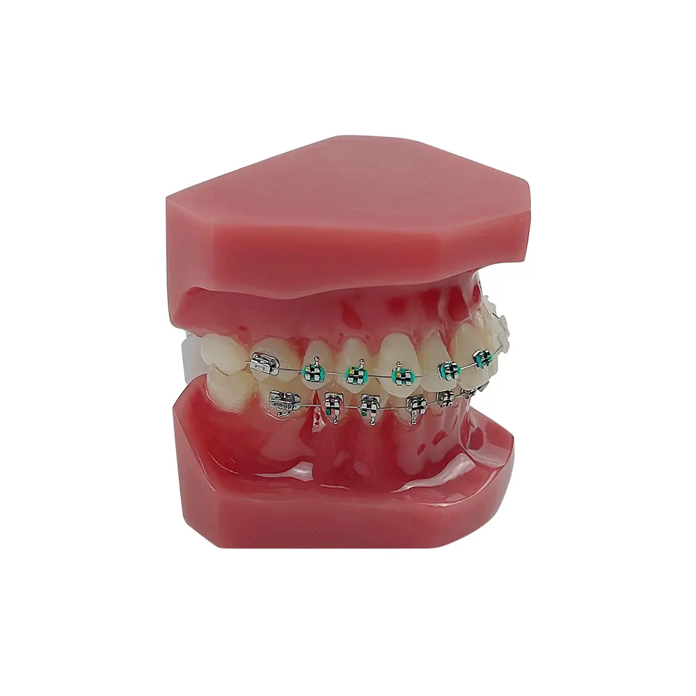 Orthodontic Model Tooth Model for Dentist Student Studying Training