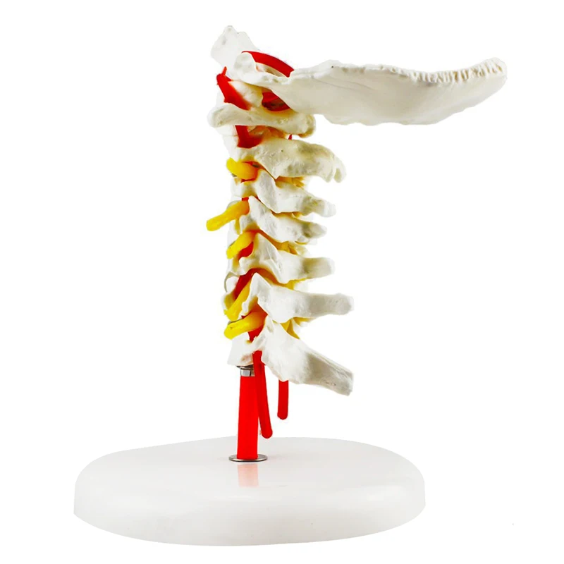 Human Cervical Vertebra Spine Anatomy Model Medical Science Teaching Resources