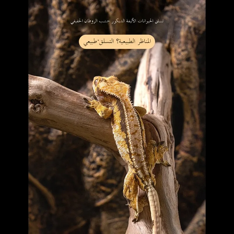 Dragon Patterned Vine Wood Bonsai Tree Roots Reptile Breeding Tank Decoration Real Wood Lacape Supplies for Aquatic Equipment