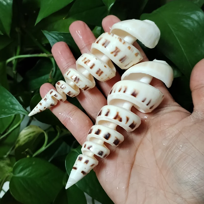 Conch Shell Decoration 15cm Big Terebra Shell Genuine Bamboo Ladder-shaped Seashells Ocean Conch for Home Wedding Furnishing Pieces Gifts DIY