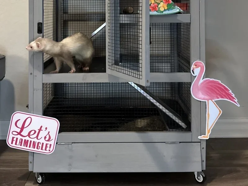 Small Animal Cage.jpeg