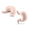 8 PCS Miniature Anatomy Organs Model Education Montessori Toy 4
