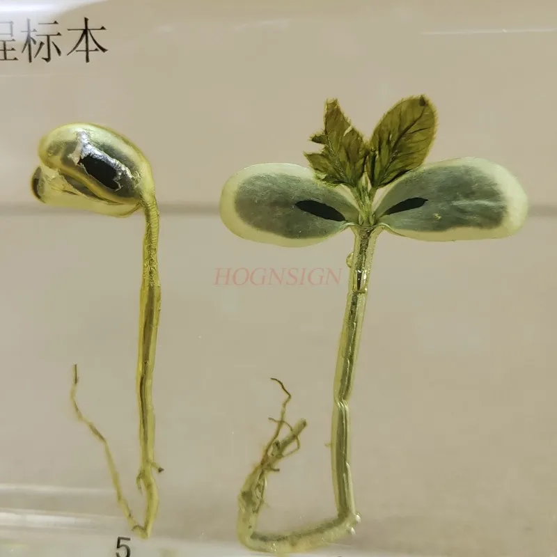 Kindergarten teaching cognitive plant seed specimen soybean germination growth resin real artificial amber 2