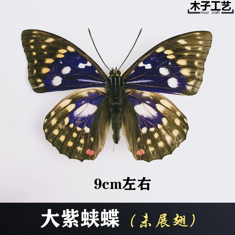 Real Butterfly Specimen Insect Specimen Teaching Specimen DIY Self-sealing Bags Optional Varieties  home accessories 