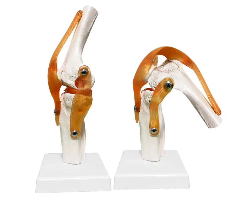 Human Skeleton Joint Anatomy Models Knee Elbow Foot Hand Shoulder Hip Joint with Ligaments Medical Science Teaching Supplies