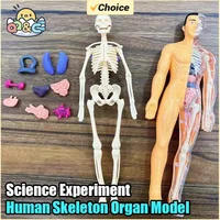 Human Torso Model Children DIY Assembled 3D Puzzle Human with Removable Organ Early Science Education Kid School Medical for Kid 1