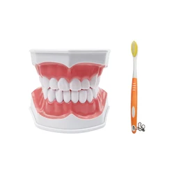 Dental Large Teeth Demonstration Kit with Tongue & Toothbrush for Teaching and Education (Teeth Model)