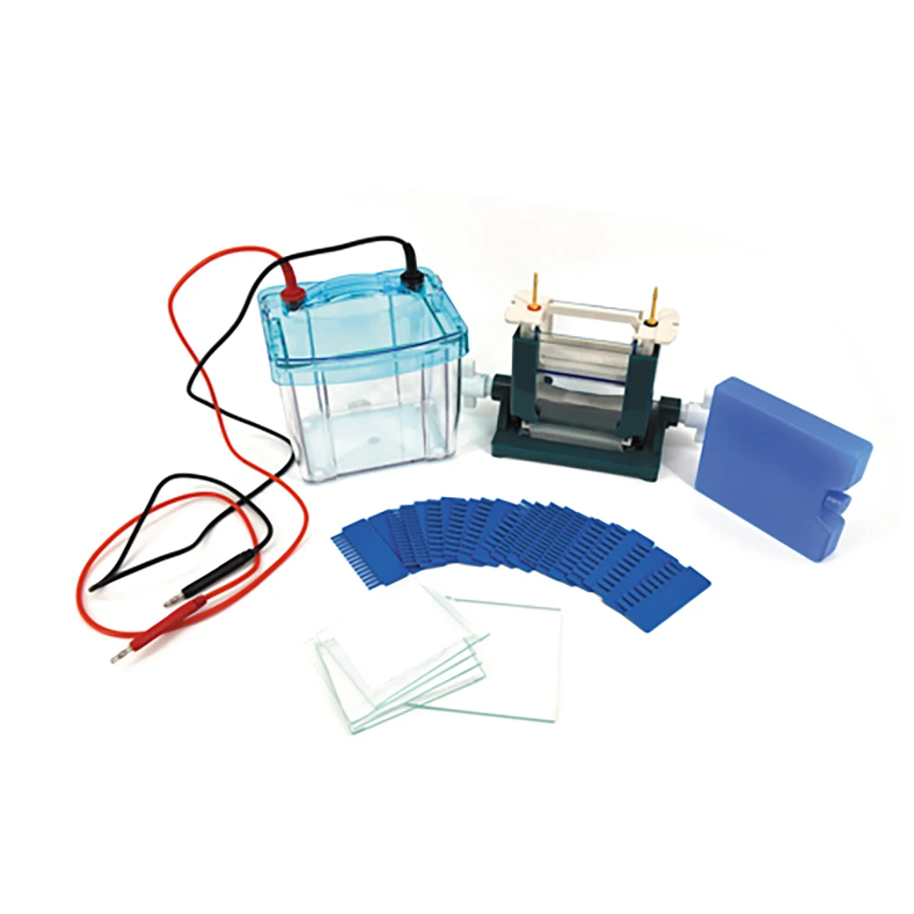 

Vertical gel electrophoresis equipment Protein Electrophoresis for lab use