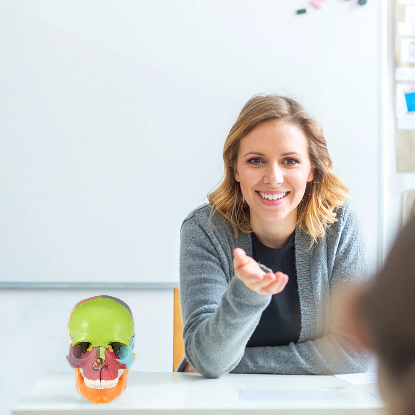 

Медицинская анатомическая модель черепа человеческого цвета череп анатомическая модель