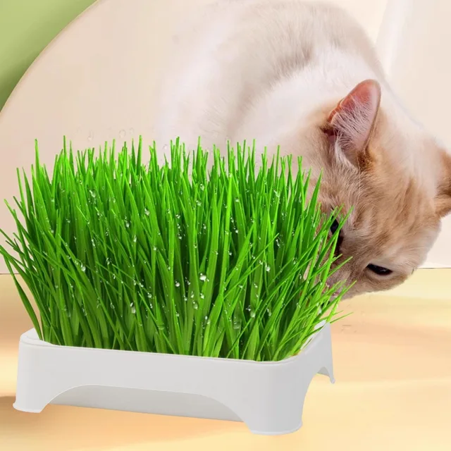 Plastic Grow Nursery Pots Cat Grass Germination Tray Pet Parrot Grass Soilless Hydroponic Bean Seedling Tray Garden Supplies 4