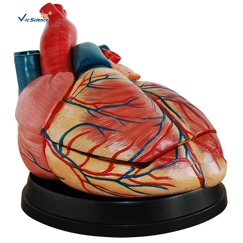 Анатомическая-медицинская-модель-jumbo-heart-в-новом-стиле