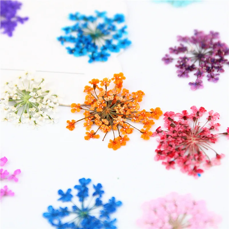 

12/24Pcs Pressed Flower Snowdrop Lace Flower Plant Herbarium For Nail Art Acesories Craft Phone Shell Bookmark Decoration Flower
