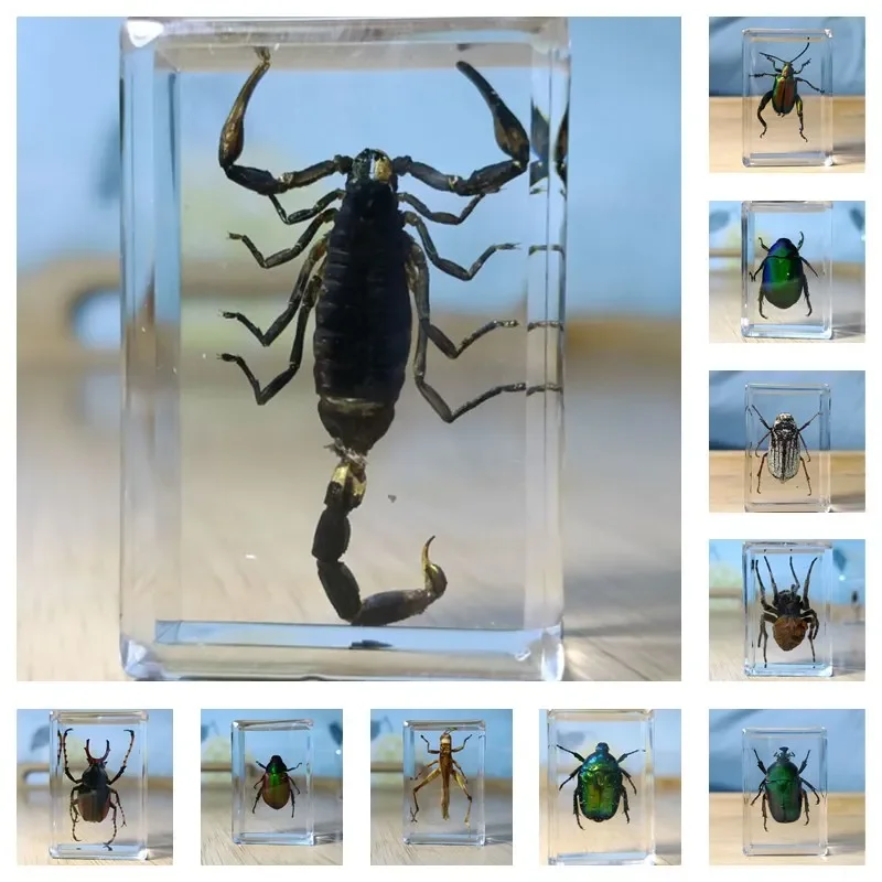 

Real Insect Specimens, Resin Seals,Scorpions, Beetles, Cicadas, Spiders, Grasshoppers, Biological Teaching Small Ornaments