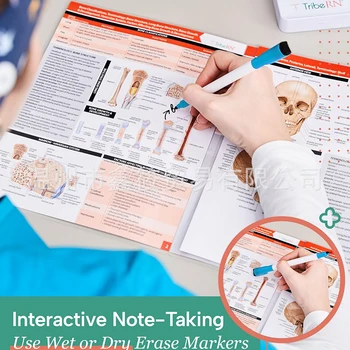 Anatomy & Physiology Guide Set 1