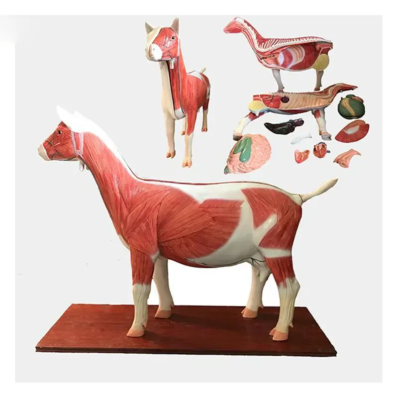 수의학 교육용 3D 소 동물 해부 모형 (수의학 해부 연구용)