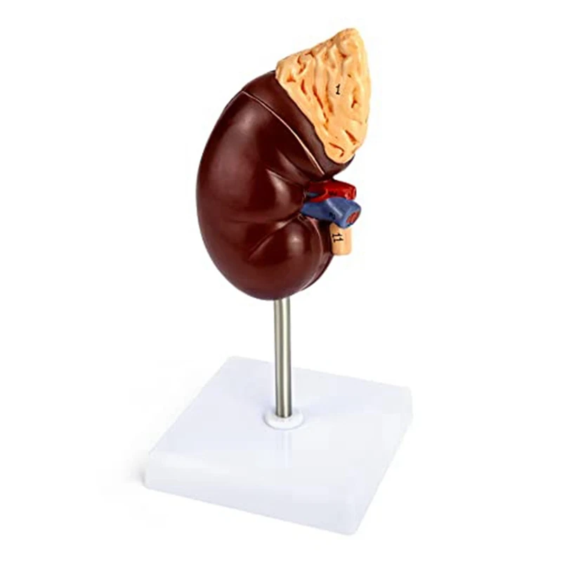 

Life-Size Kidney Model 2 Parts Showing Internal Structure A Kidney Human Anatomy Replica For Doctors Educational Tool