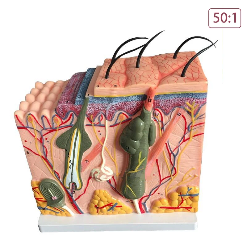 Human Anatomical Skin Subcutaneous Tissue Dissection model school model ...