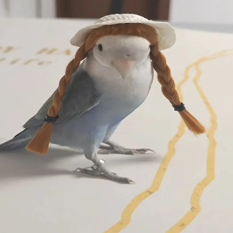 budgerigar cockatiel peonía loro diadema tejida a mano sombrero de pájaro mascota pequeño hairgear tocado ajustable pájaros juguetes accesorios Budgerigar Cockatiel peonía loro diadema tejida a mano sombrero de pájaro mascota pequeño Hairgear tocado ajustable pájaros juguetes Accesorios 4