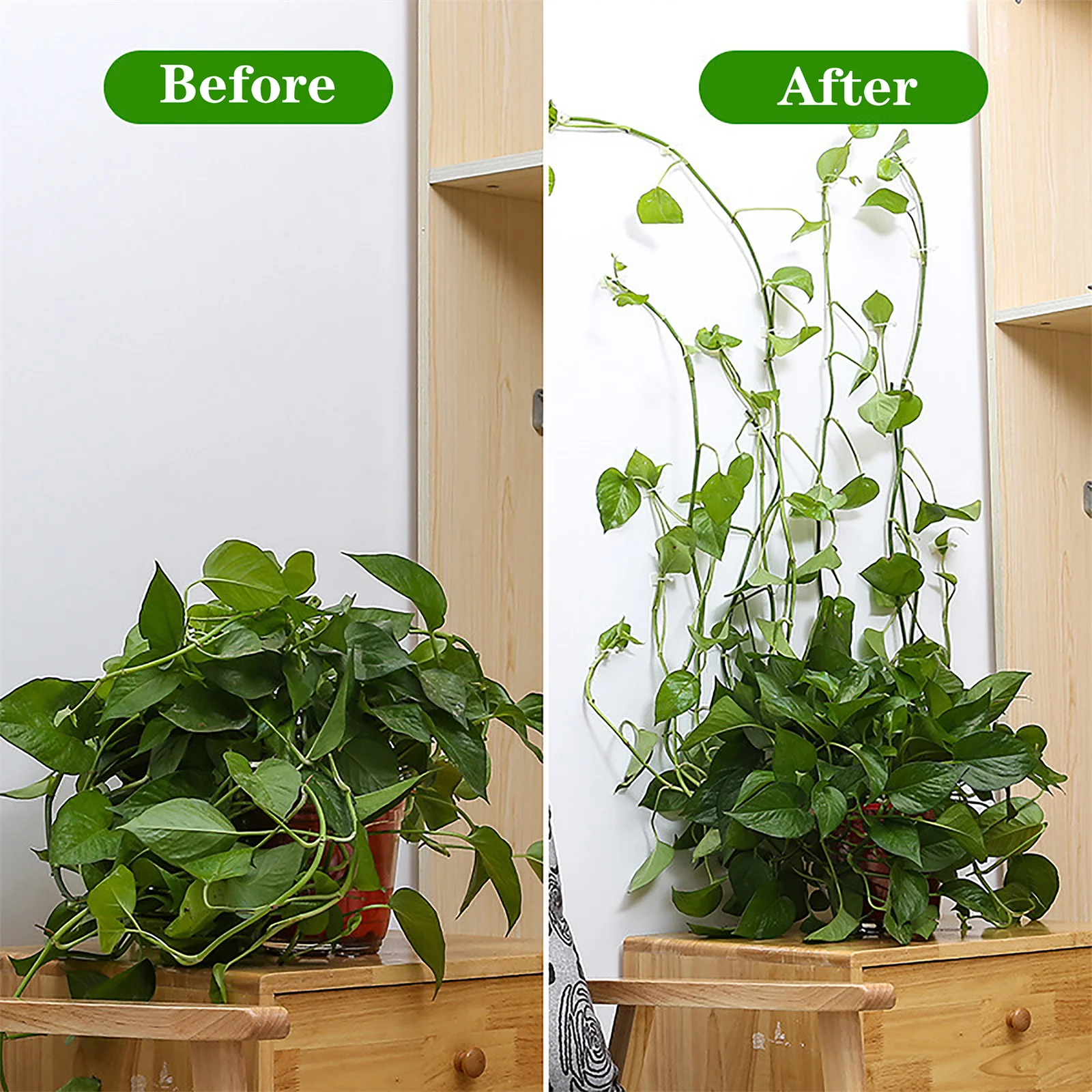 Self-Adhesive Plant Climbing Fixture Clips - Invisible Vine Buckle Hooks (10/20PCS)