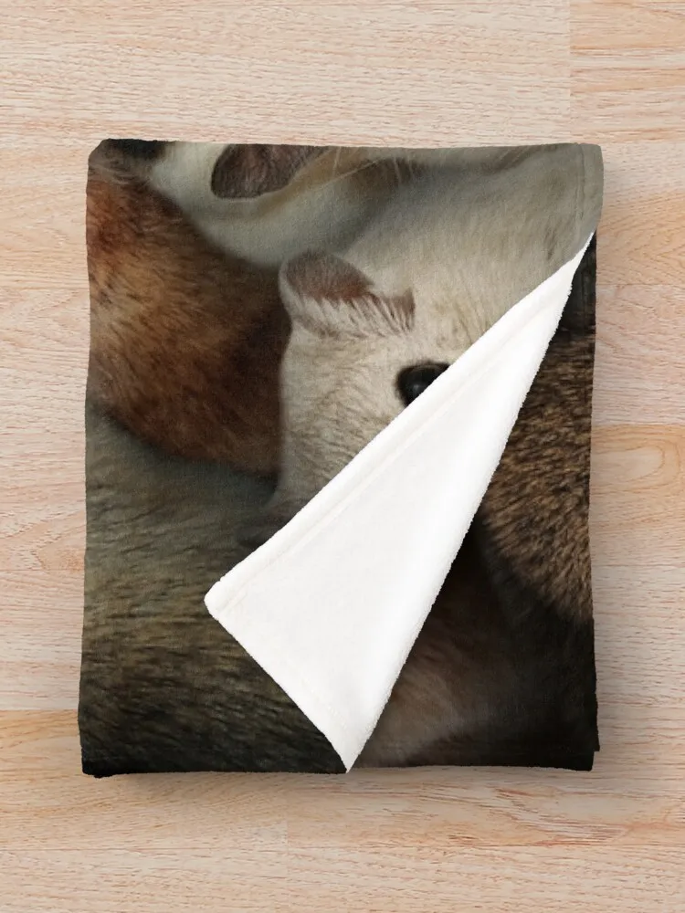     ħ 並 