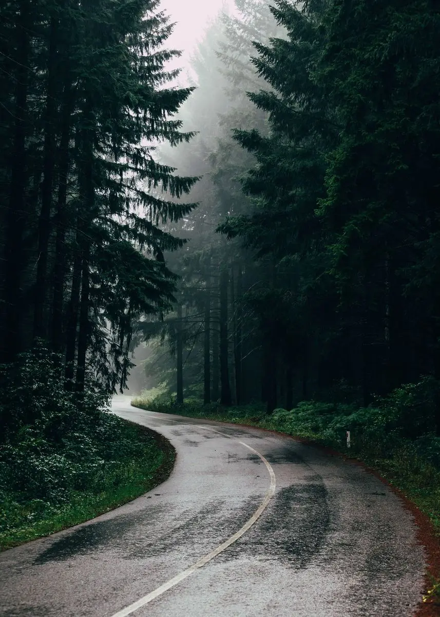Enchanting Dark Green Forest Landscape Canvas Wall Art