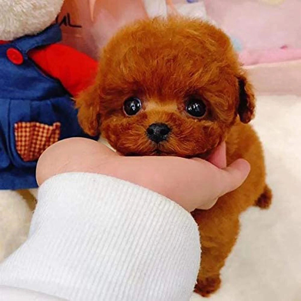 Moving Plush Stuffed Doll Toys 