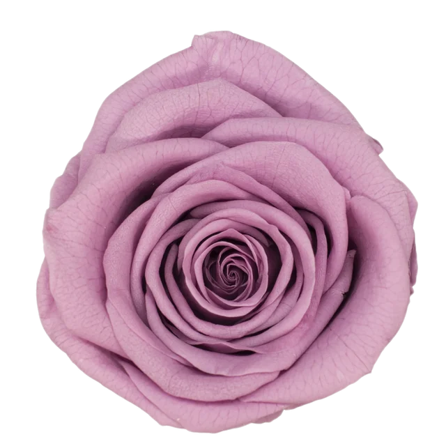 B grade 34cm Preserved Fresh Rose Head Home Wedding Decor Flowers Fresh Real Eternal Natural