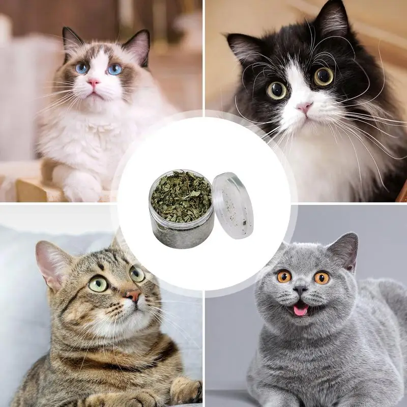 100 Natural Catnip Cat Toys Menthol Flavor Clean Teeth Healthy Care Funny Cat Catmint Toys Organic Premium Catnip Cat Supplier