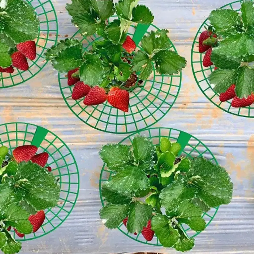 10Pcs Strawberry Plant Supports with 3 Sturdy Legs Strawberry Growing Racks Protector Frame Holder Cage From Mold Rot Dirt