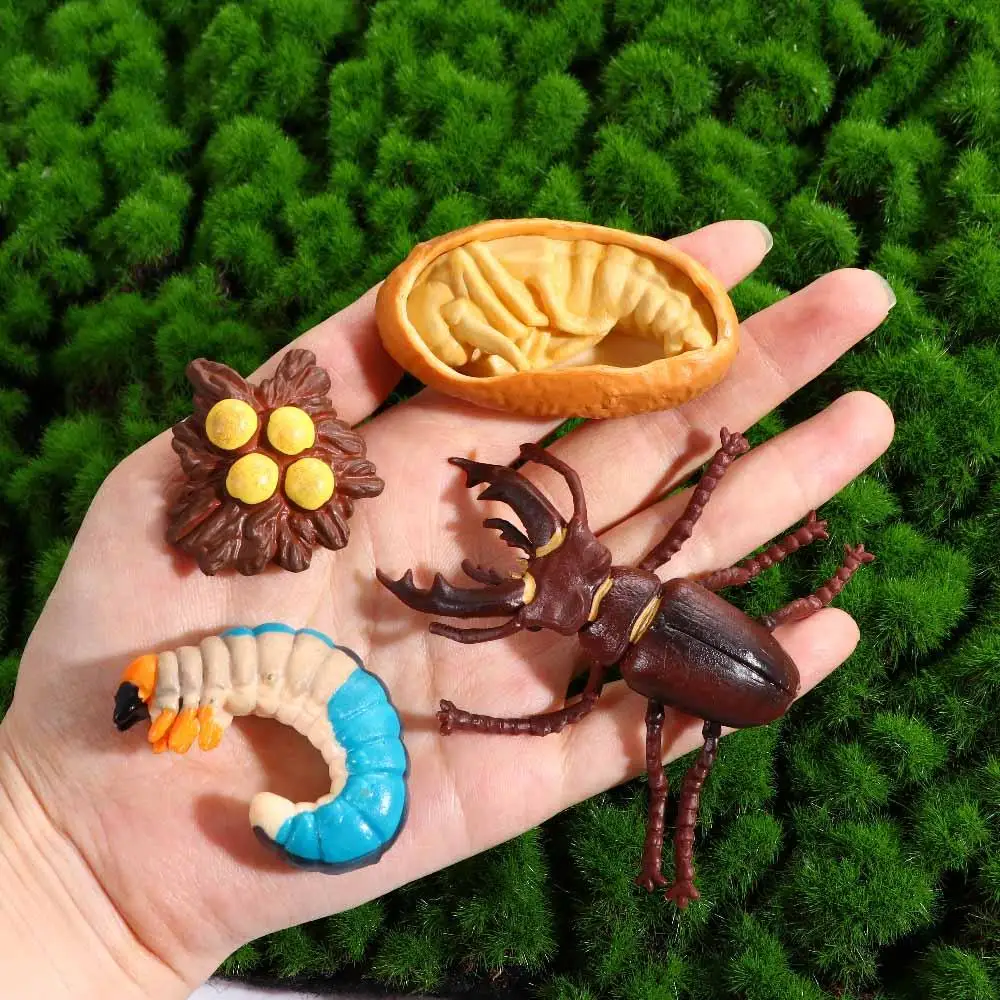 Butterfly Growth Cycle Chicken Spider Insect Animals Simulation Animals Life Cycle Figurine Growth Cycle Model Action Figures 3