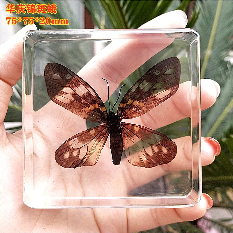 Natural Real Butterfly Specimens Rare And Exquisite Specimens For Home Decoration Display Collection In Teaching Special Gifts 4